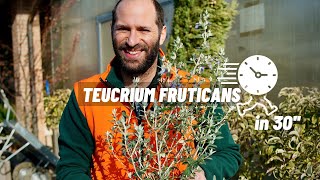 Come si cura il Teucrium Fruticans o Camedrio in 30 secondi [upl. by Trella]