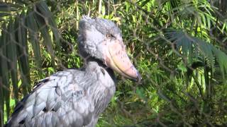 Video Wednesday Shoebill Stork [upl. by Atteloj]