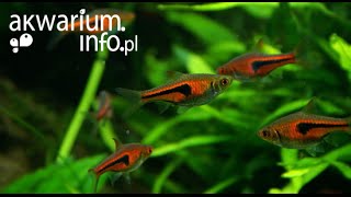 Rasbora espei [upl. by Ainavi]