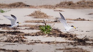 Hectic Life in the Least Tern Colony  Baby Juveniles and Adults [upl. by Jewelle]