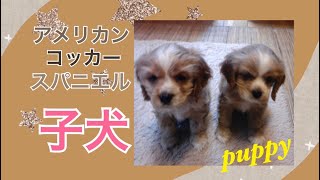 【子犬】アメリカンコッカースパニエルの成長 [upl. by Daigle]