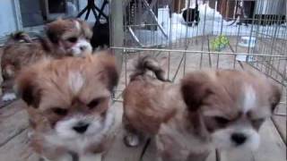 Podgypaws Lhasa Apso Puppies  33 [upl. by Oilalue]