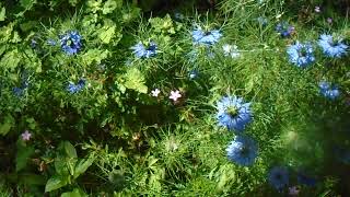 The ever delightful LoveinaMist  Nigella damascena [upl. by Dudden]