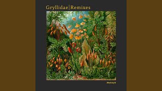 Gryllidae Dave DK Remix [upl. by Strohben]