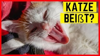 KATZE BEIßT  Gründe und Lösungen wenn Katzen beißen [upl. by Bonita421]