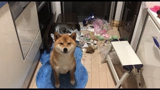 やらかしました。Did you do this 柴犬ゆき Shiba inu Yuki [upl. by Revlys]