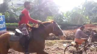 COCHIN RIDERS horse club perumbavoor [upl. by Eceined]