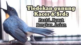 TLEDEKAN GUNUNG KACER SRDC PASTI NYUAT EMOSI BONGKAR ISIAN [upl. by Remat]