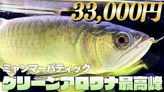 【新魚導入】激安！アジアアロワナ！グリーンアロワナ最高峰・ミャンマーバティック【水槽】 [upl. by Schnorr]