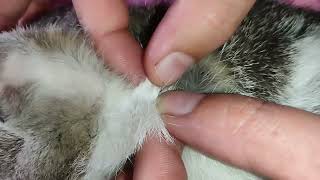 Tick and Flea Removal Safely Popping and Removing Pests from Your Cat [upl. by Hedberg]