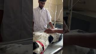 Treating Canine Parvo sick Pet Dog treatment clinic [upl. by Nylirej]