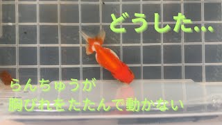 金魚の産卵とセットで起こるトラブル [upl. by Eimirej]