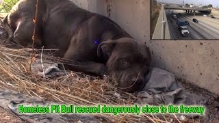 Hope For Paws Homeless Pit Bull rescued dangerously close to the freeway pitbull [upl. by Kimberlyn]