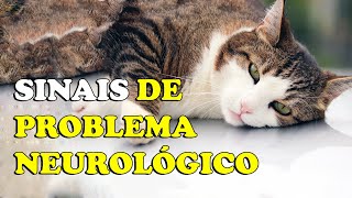 SINAIS de problemas neurológicos em GATOS  Gatil Hauser [upl. by O'Carroll4]