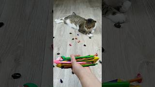 Barsik 🐱🖍 Reverse video reversevideo marblerunandmore cat [upl. by Publias]