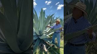 Amazing Uses of the Agave Plant：Beyond Tequila funfacts [upl. by Pasho]