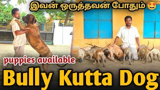 இந்த ஒரு நாய் கேட் முன்னாடி இருந்த போதும் யாரும் வர முடியாது 🤯  Bully Kutta 🐶  Puppies for sale [upl. by Estes162]