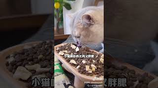 99 yuan for 10 bags of nearly a pound of fresh meat freezedried cat food If it werent for th [upl. by Bergh]