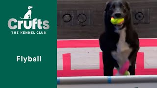 Flyball team  Last 16  Crufts 2023 [upl. by Nelluc356]