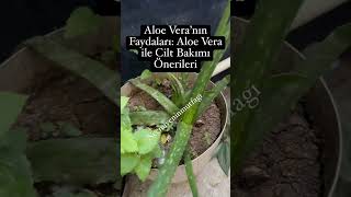 Aloe Vera’nın Faydaları Aloe Vera ile Cilt Bakımı Önerileri faydalibilgiler [upl. by Yrelav6]