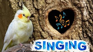 Cockatiel singing amp whistle training  cockatiel talking [upl. by Amand330]