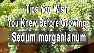 Gardening Tips You Wish You Knew Before Growing Sedum morganianum [upl. by Juxon]