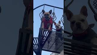 Bella Chao in alert 🚨 French bulldog doglover funny love [upl. by Ynoble]