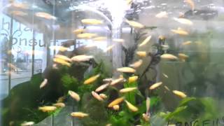 Longfin Gold Zebra Danio  Fantasy Aquatics [upl. by Reffinej]