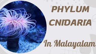 PHYLUM COELENTRATA CNIDARIA  GENERAL CHARACTER  MALAYALAM [upl. by Paterson]