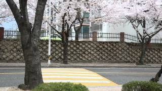 Cherry Blossoms Fall Like Snow in Jinhae South Korea [upl. by Mcintosh515]