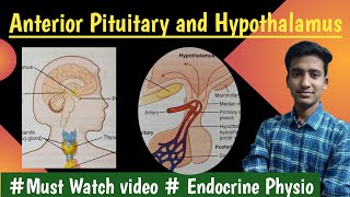 Anterior Pituitary Gland amp Hypothalamus Endocrine Physiology  in hindi Ashish Agrawal [upl. by Joashus]