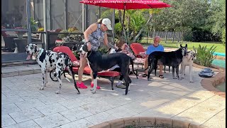 Funny Great Dane Four Pack Enjoy Puppys First Play Date With Harlequin Friend [upl. by Richman]