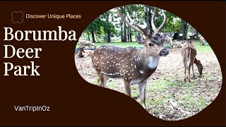 Embark on an Epic Adventure at Borumba Deer Park Camping Deer Feeding and Adventure Playgroundquot [upl. by Cirad]