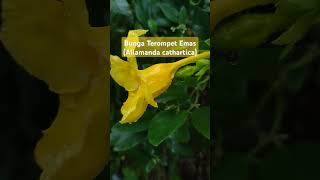 Bunga Terompet Emas Allamanda cathartica [upl. by Vachill524]