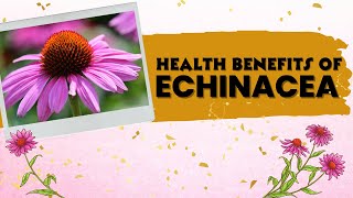 The Health Benefits of Echinacea 🥰 [upl. by Nickey]