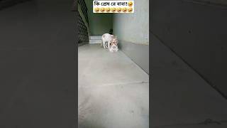 ki prem re oh no no 🤣😂 funny comedy jokes [upl. by Filmer110]