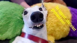 ASMR Dog  The happiest chatteriest teefiest greyhound ever [upl. by Nodyl]