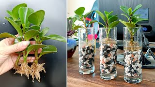 Breeding Peperomia and how to create beautiful and useful desktop pots [upl. by Noeht]