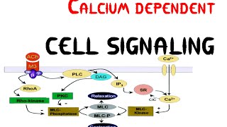 Calcium dependent Cell signaling pathway [upl. by Winonah]