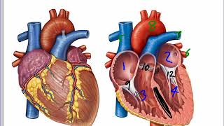 Mr Walkers Biology 20 Heart Blood Vessels and Blood Pressure [upl. by Adiasteb]