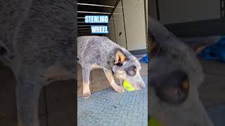 DOG TRUCK TRAILER FETCH smallyoutuber truckinglife obscuremusic [upl. by Biddy]