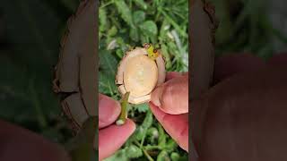 How to Feeding seedlings  Easy Grafting part 901 [upl. by Zandt]