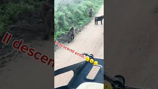 Les singes m’ont détruit 🤣😂tanzanie singe [upl. by Saxela985]