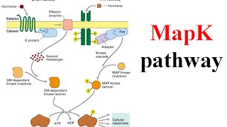 Ras raf mek erk signaling pathway map kinase pathway [upl. by Nnaegroeg]