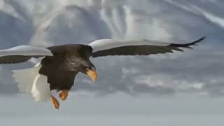 Battle of the Stellers sea Eagle vs the Golden Eagle Smart tactics of golden eagles [upl. by Eneryc]