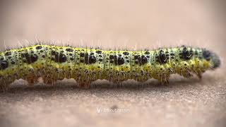 Large White Caterpillar Movement Pieris brassicae [upl. by Cawley]