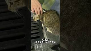 Stray Cat Kept Looking At Sewer So Couple Did THIS ❤️animalrescue animalshorts catshorts [upl. by Bramwell]