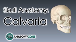 Bones of the Calvaria  Skull Anatomy [upl. by Shama]