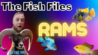 The Fish Files Rams [upl. by Tifanie]