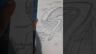 bsc 1 year zoology well labelled diagram of aurila aurita [upl. by Emsmus]